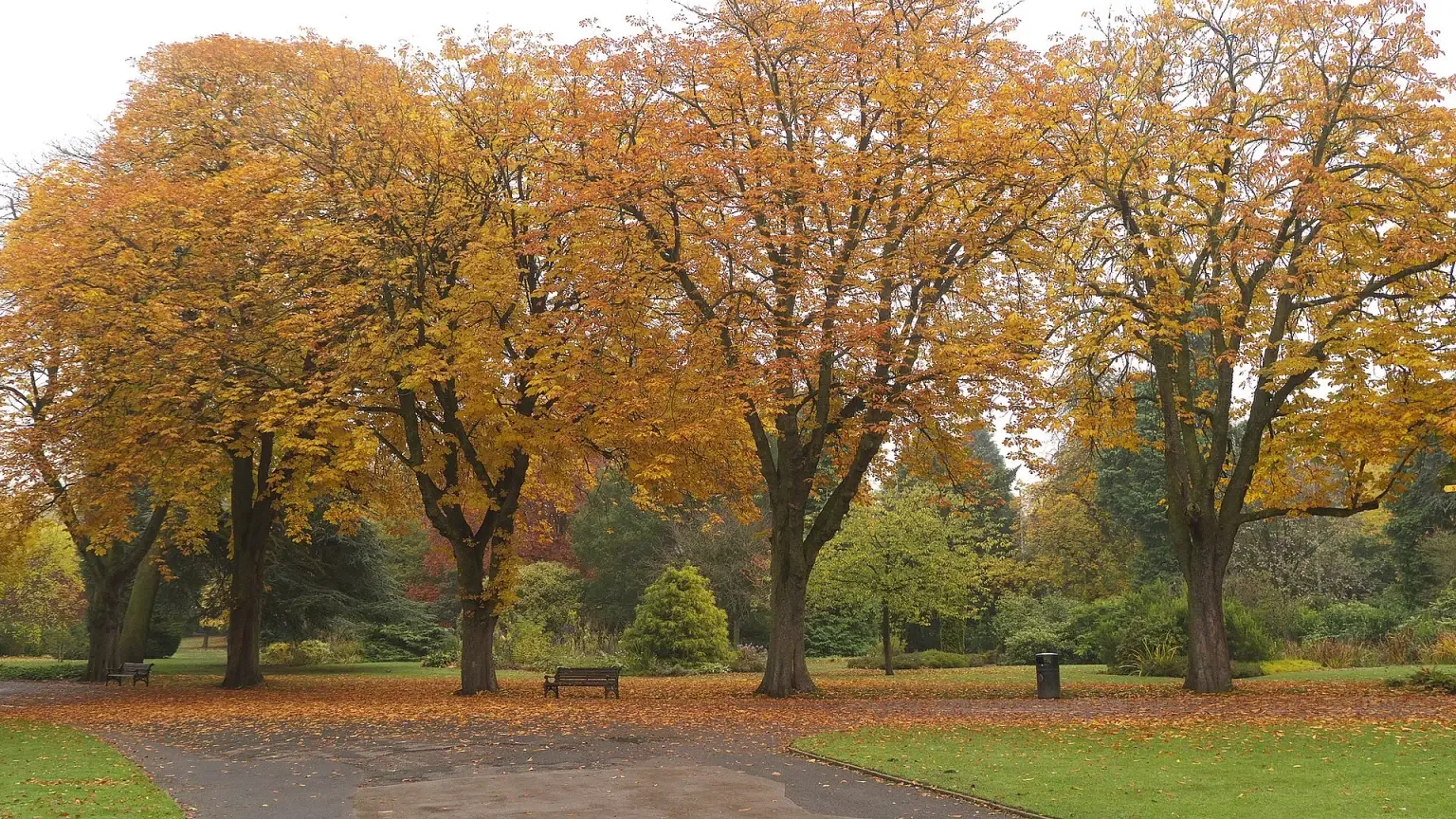 Trees in orange autumn colours in Cannon Hill Park, Birmingham
