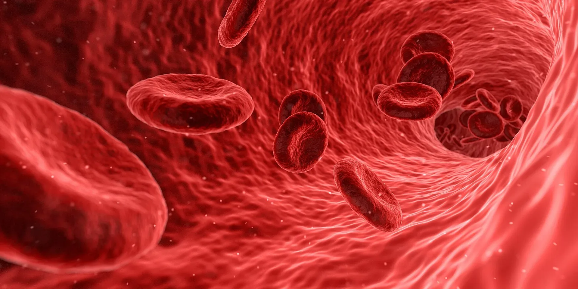 An illustration of red blood cells flowing through a blood vessel