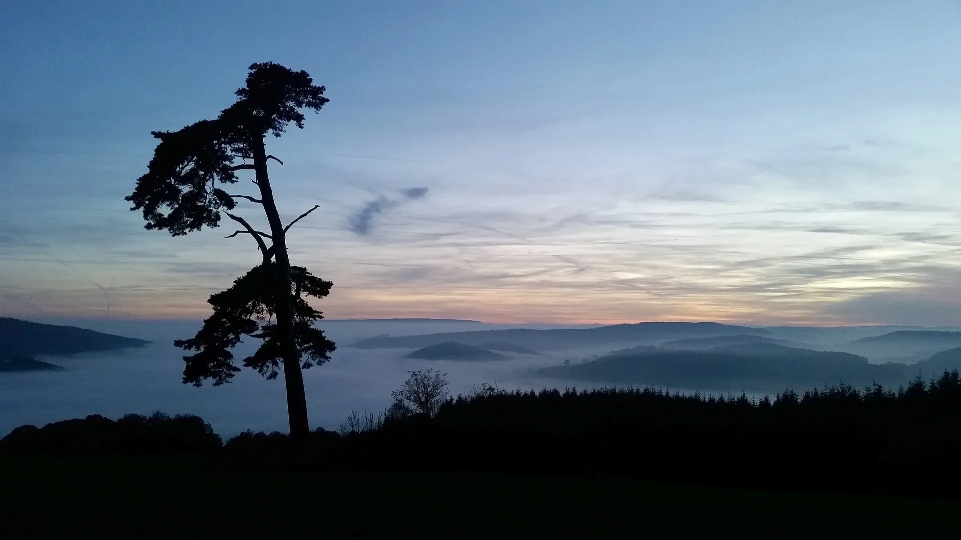 Fog filling a valley below a silhouetted tree at dusk