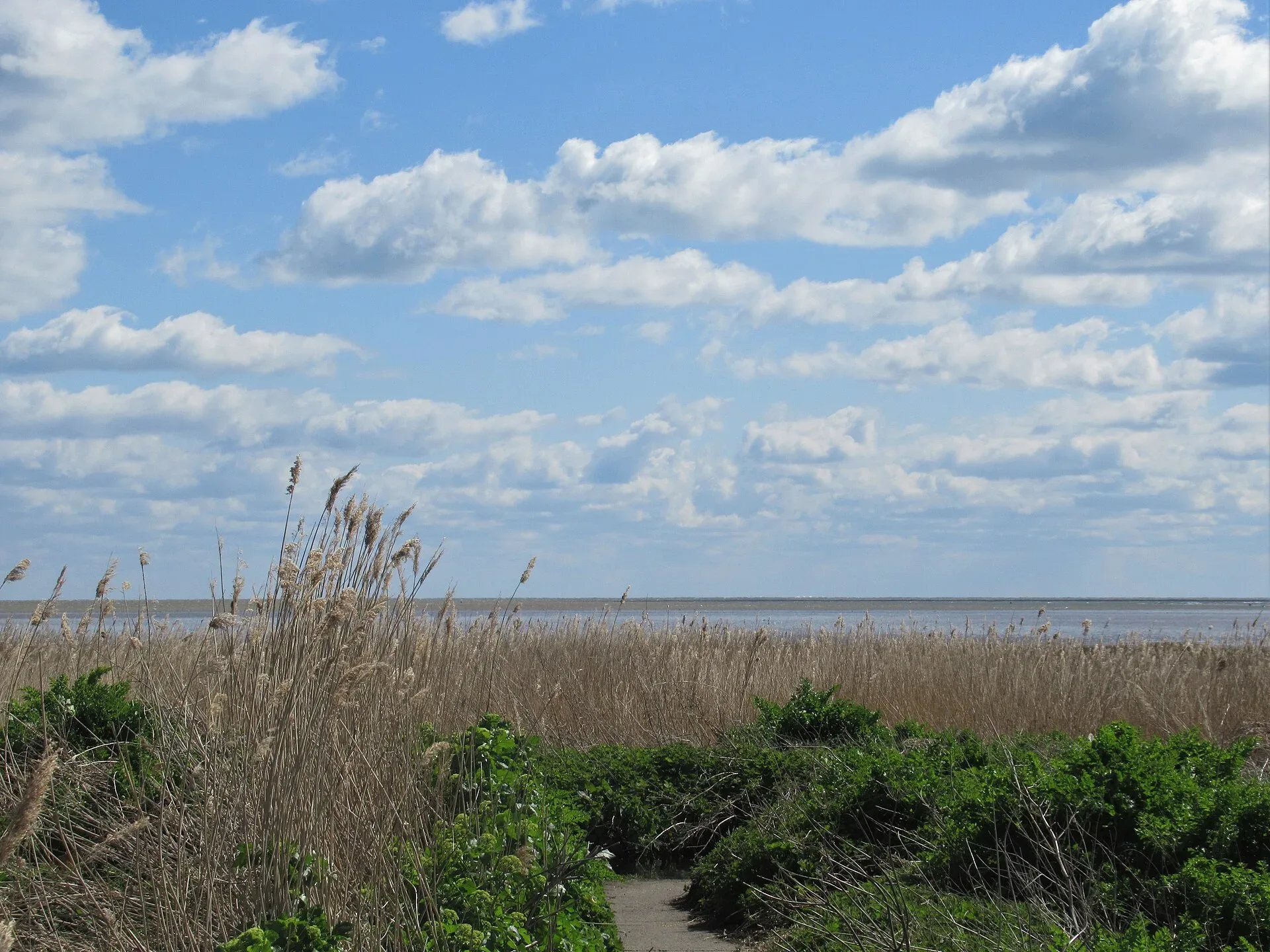 Reeds and grassland beside the sea at Pegwell Bay in Kent