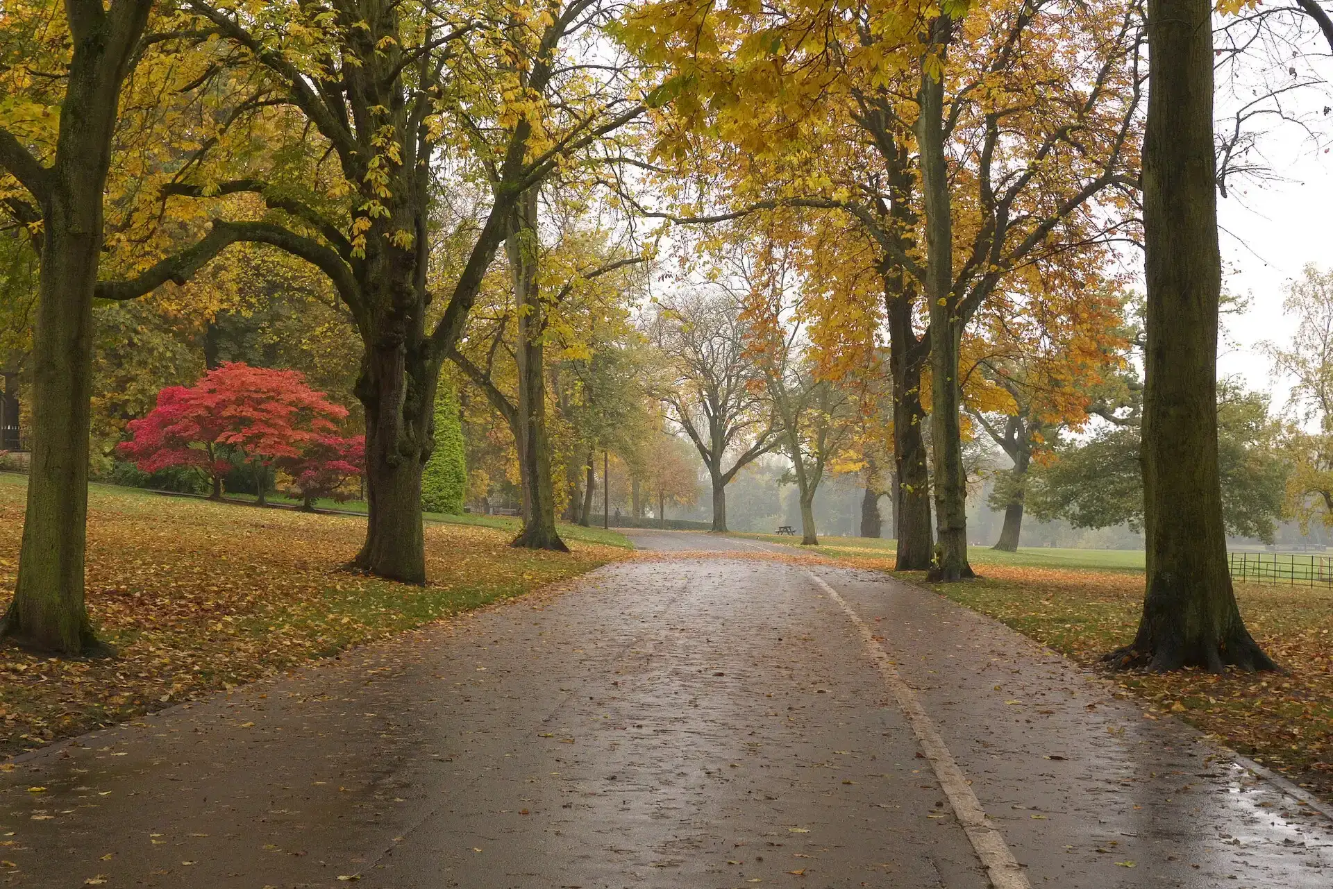 A tree-lined path through Cannon Hill Park in Birmingham in autumn