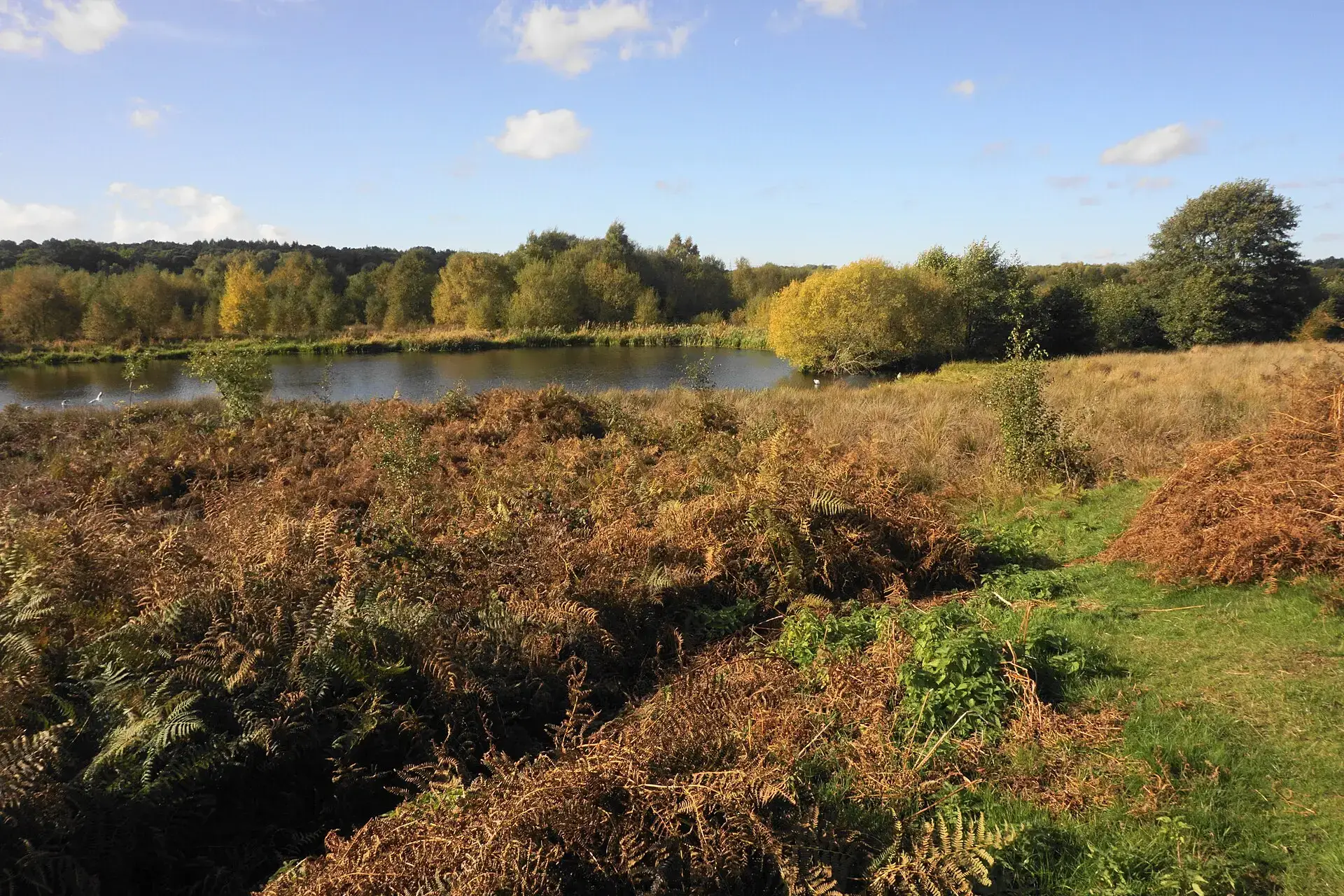 Autumn bracken and trees beside a pool in Sutton Park, Sutton Coldfield